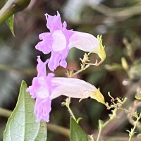 Strobilanthes helicoides T.Anderson